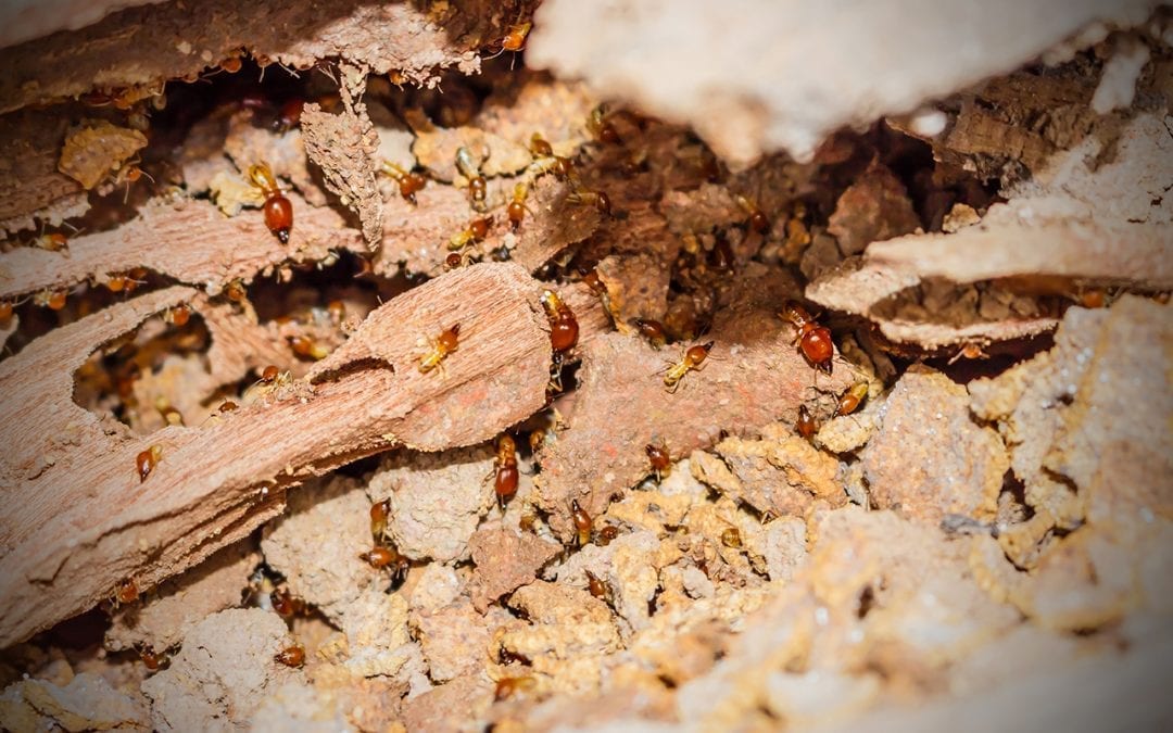 Learn How to Prevent Termites & Reduce Risks to Your Home