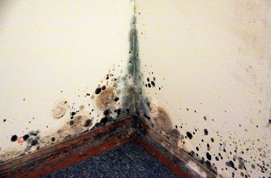 7 Signs of Mold in Your Home