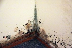signs of mold in your home