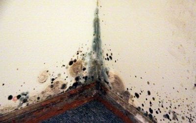 7 Signs of Mold in Your Home
