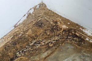 signs of termites at home
